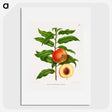 1-20_Nederlandsche-Flora-en-Pomona_picture