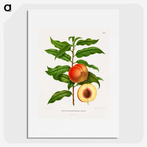 1-20_Nederlandsche-Flora-en-Pomona_picture