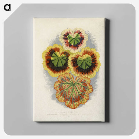 1-20_New-and-Rare-Beautiful-Leaved-Plants_canvas