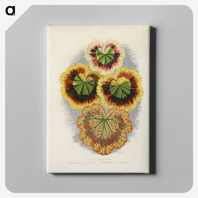 1-20_New-and-Rare-Beautiful-Leaved-Plants_canvas