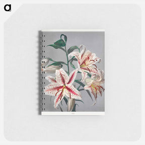 アートメモ帳-Lily - 小川 一正 Memo.