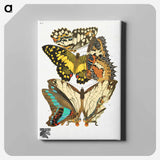 アートパネル-Vintage Butterflies
 - パピヨン Canvas.