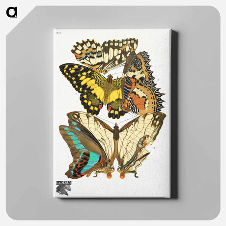 アートパネル-Vintage Butterflies
 - パピヨン Canvas.