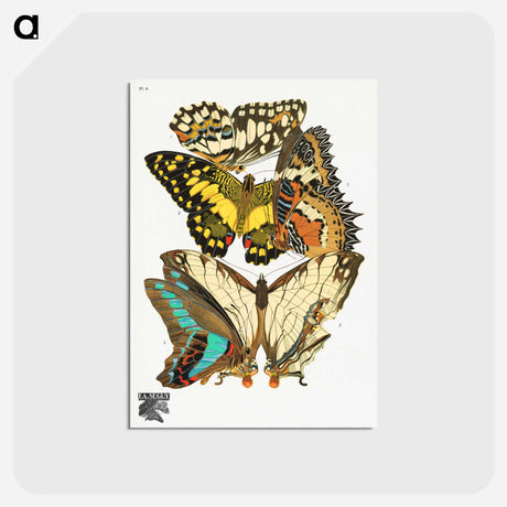 アートポストカード-Vintage Butterflies
 - パピヨン Postcard.