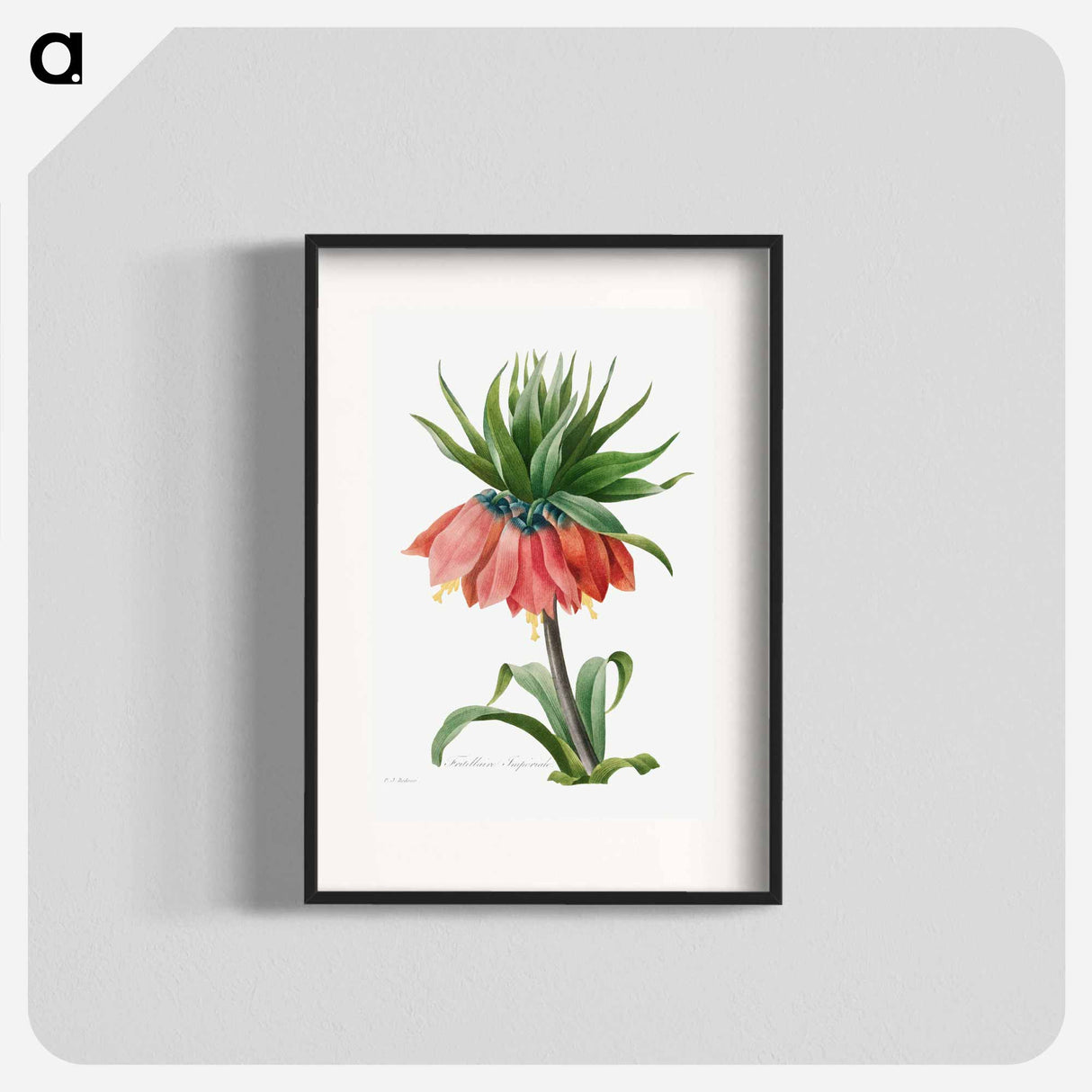 Crown Imperial Fritillary - ピエール ジョゼフ ルドゥーテ Poster.