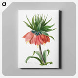 アートパネル-Crown Imperial Fritillary - ピエール ジョゼフ ルドゥーテ Canvas.
