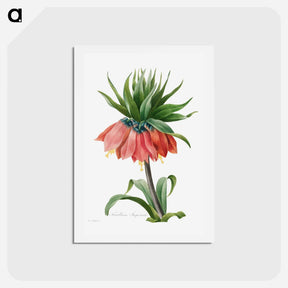 アートポストカード-Crown Imperial Fritillary - ピエール ジョゼフ ルドゥーテ Postcard.