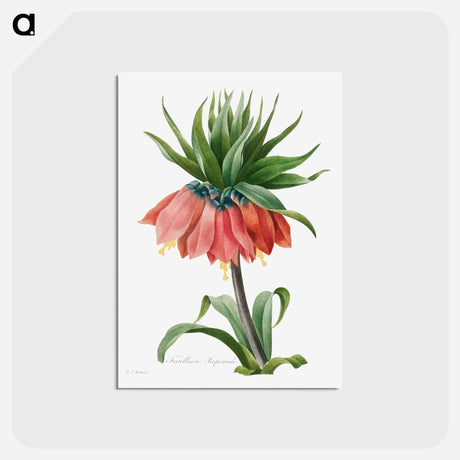 アートポストカード-Crown Imperial Fritillary - ピエール ジョゼフ ルドゥーテ Postcard.