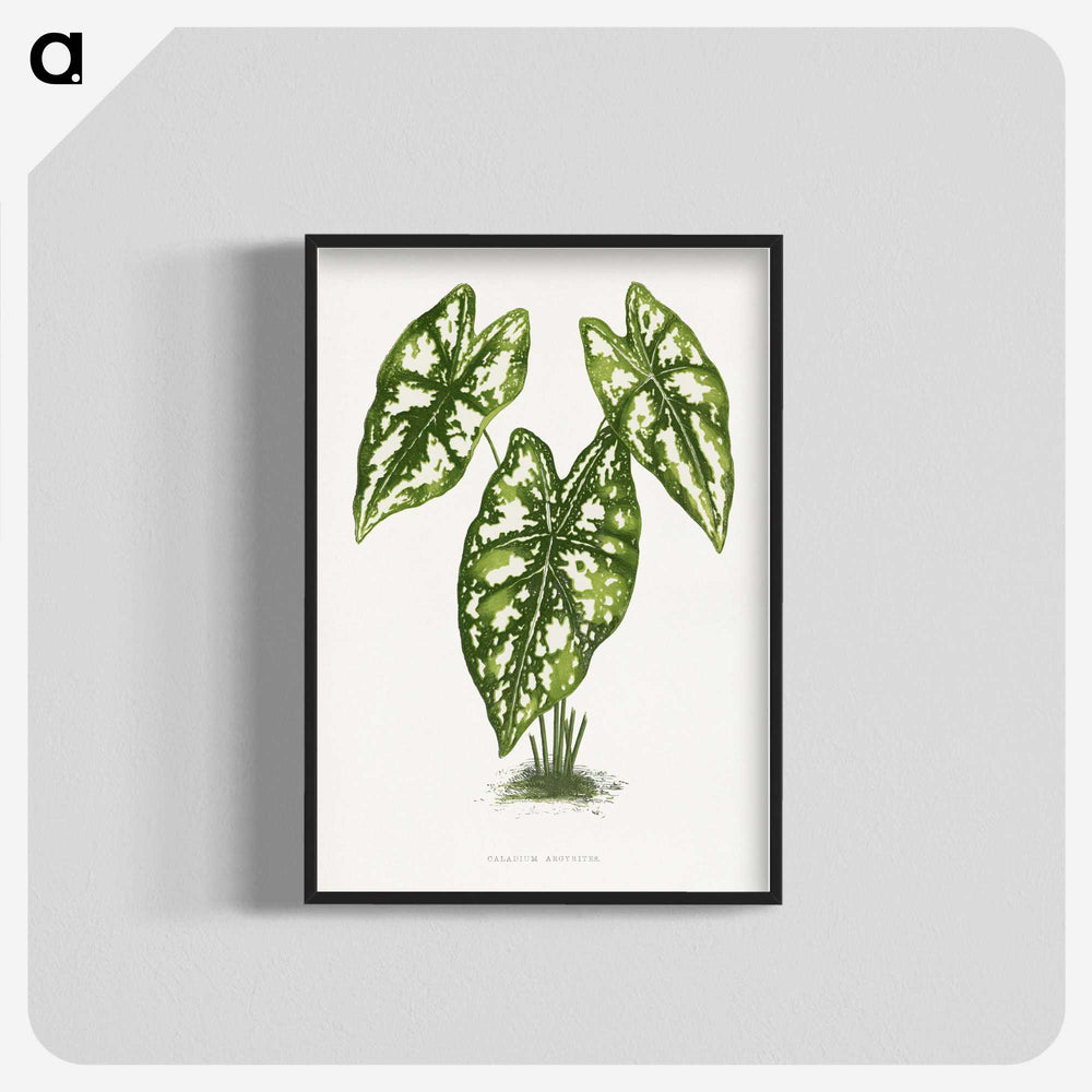 1-20_Plants-with-Colored-Foliage_blk-crop