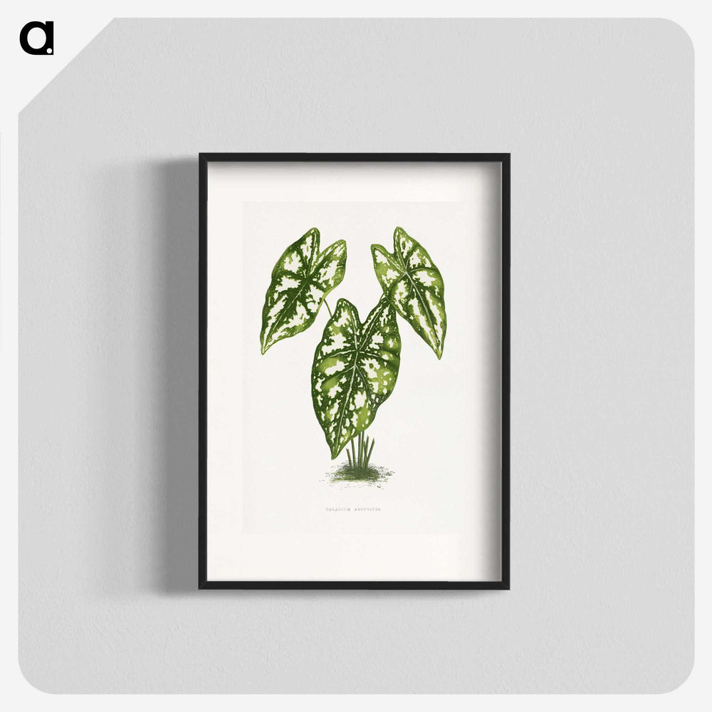 1-20_Plants-with-Colored-Foliage_blk