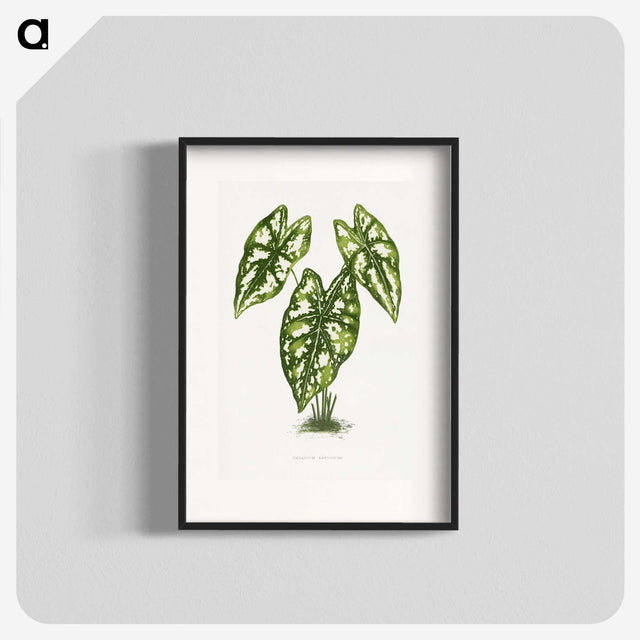 1-20_Plants-with-Colored-Foliage_blk