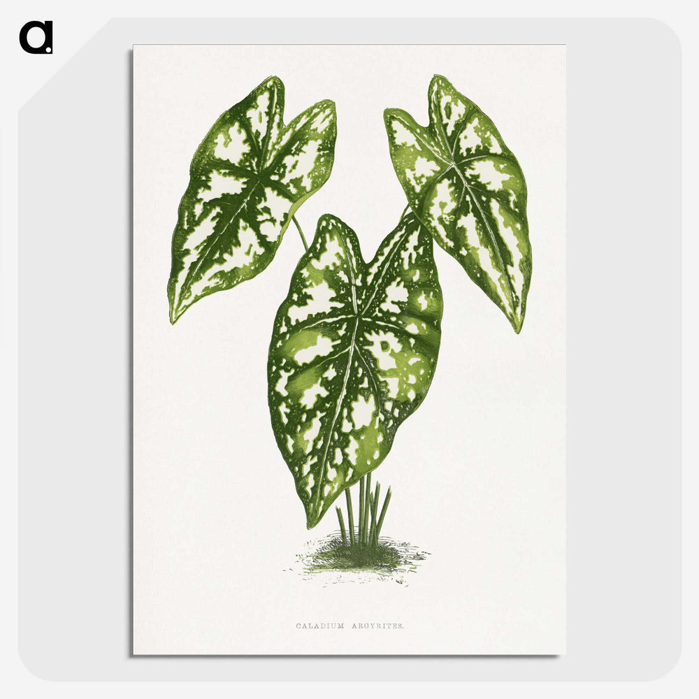 1-20_Plants-with-Colored-Foliage_picture-crop