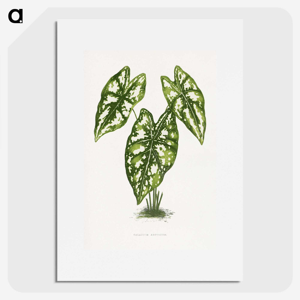 1-20_Plants-with-Colored-Foliage_picture
