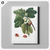1-20_Pomona-Italiana_canvas