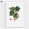 1-20_Pomona-Italiana_picture