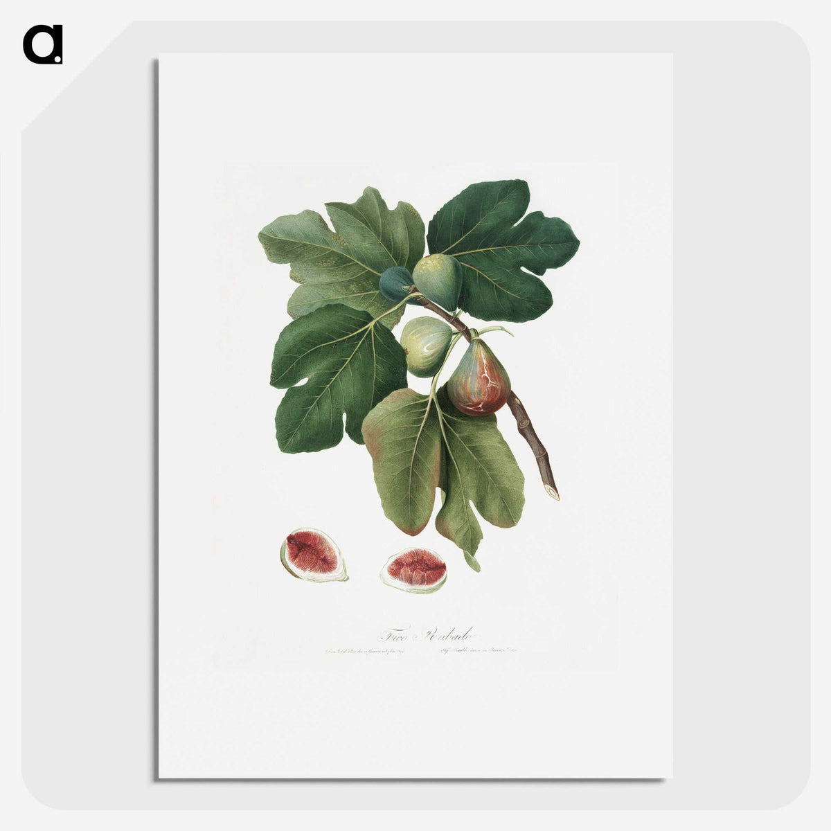 1-20_Pomona-Italiana_picture