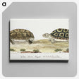 1-20_Robert-Jacob-Gordon_canvas