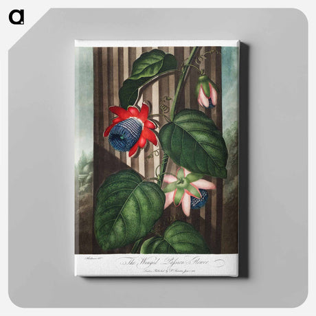 アートパネル-The Winged Passion-Flower
 - ロバート ジョン ソーントン Canvas.