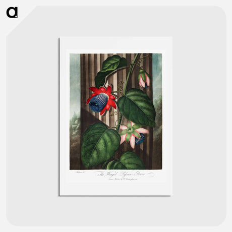 アートポストカード-The Winged Passion-Flower
 - ロバート ジョン ソーントン Postcard.