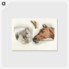 1-20_Sporting-Sketches_postcard