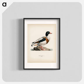 アートポスター-Shelduck
 - スヴェンスカ フォグラル Poster.