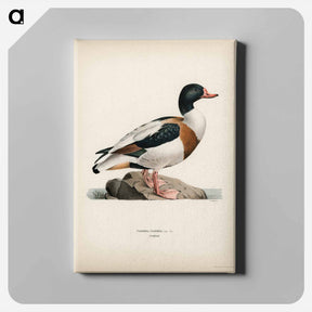 アートパネル-Shelduck
 - スヴェンスカ フォグラル Canvas.