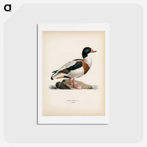 アートポストカード-Shelduck
 - スヴェンスカ フォグラル Postcard.