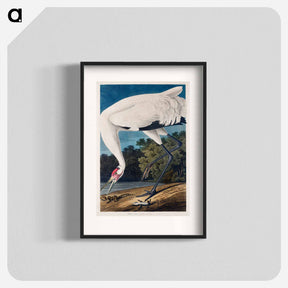 アートポスター-Hooping Crane from Birds of America
 - アメリカの鳥たち Poster.