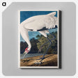 アートパネル-Hooping Crane from Birds of America
 - アメリカの鳥たち Canvas.