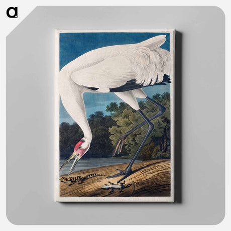アートパネル-Hooping Crane from Birds of America
 - アメリカの鳥たち Canvas.