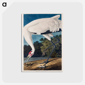 アートポストカード-Hooping Crane from Birds of America
 - アメリカの鳥たち Postcard.