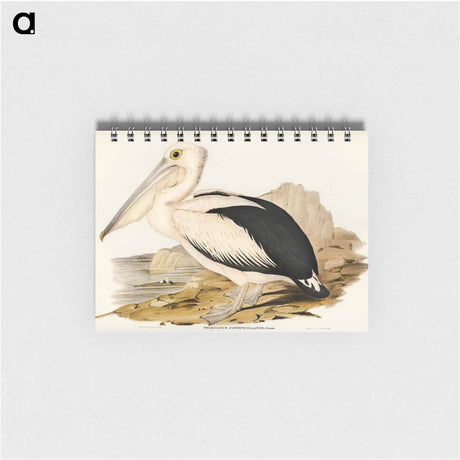 アートメモ帳-Australian Pelican
 - オーストラリアの鳥 Memo.