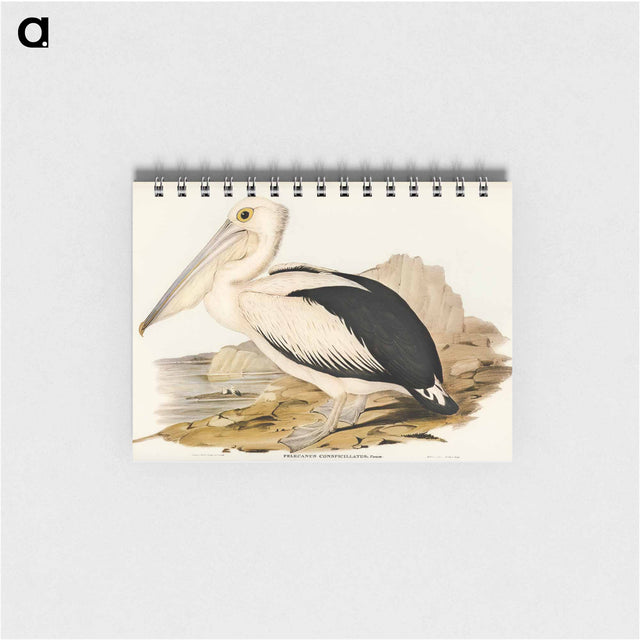 アートメモ帳-Australian Pelican
 - オーストラリアの鳥 Memo.