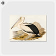 アートポストカード-Australian Pelican
 - オーストラリアの鳥 Postcard.