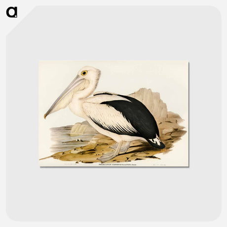 アートポストカード-Australian Pelican
 - オーストラリアの鳥 Postcard.