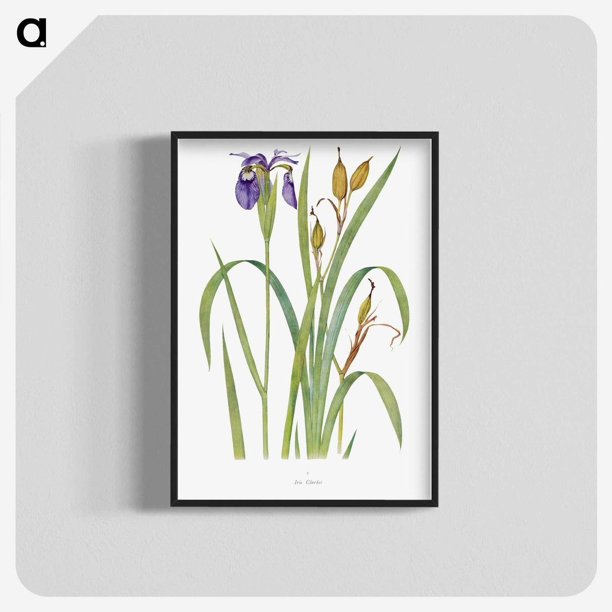 1-20_The-Genus-Iris_blk-crop
