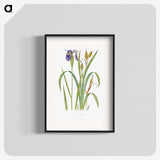 1-20_The-Genus-Iris_blk