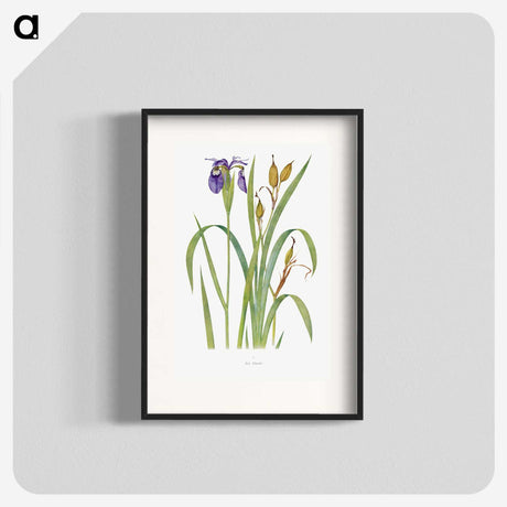 1-20_The-Genus-Iris_blk
