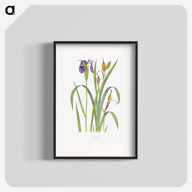 1-20_The-Genus-Iris_blk