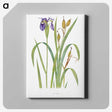 1-20_The-Genus-Iris_canvas