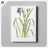 1-20_The-Genus-Iris_canvas