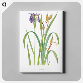アートパネル-Iris Clarkei from The Genus Iris
 - アヤメ属 Canvas.
