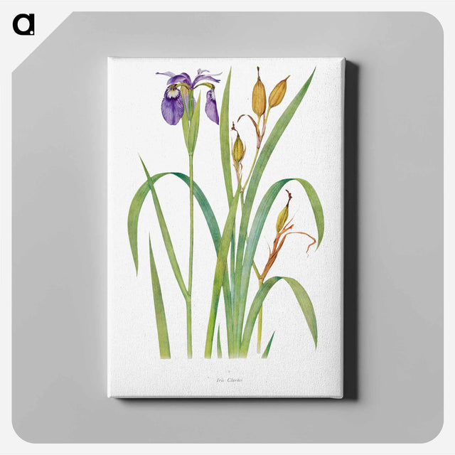 アートパネル-Iris Clarkei from The Genus Iris
 - アヤメ属 Canvas.