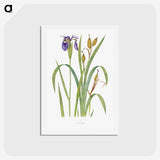 1-20_The-Genus-Iris_hagaki