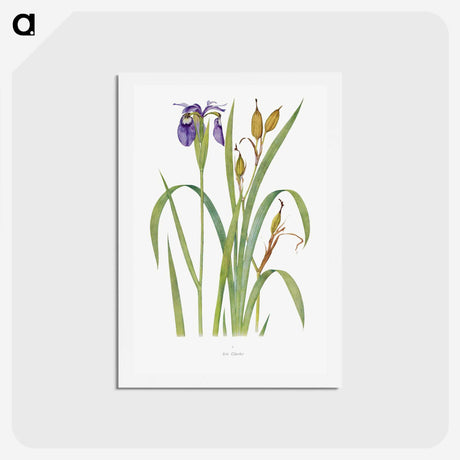 1-20_The-Genus-Iris_hagaki