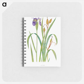 アートメモ帳-Iris Clarkei from The Genus Iris
 - アヤメ属 Memo.