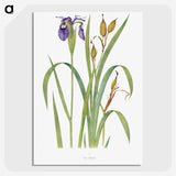 1-20_The-Genus-Iris_picture-crop
