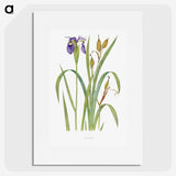 1-20_The-Genus-Iris_picture