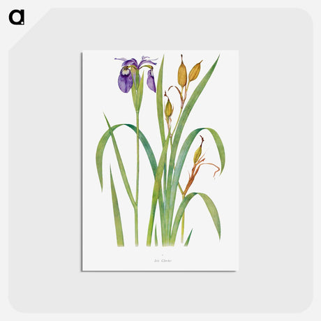 アートポストカード-Iris Clarkei from The Genus Iris
 - アヤメ属 Postcard.