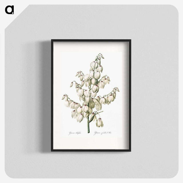 1-20_The-Lilies_blk